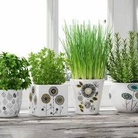 Herbs in pots